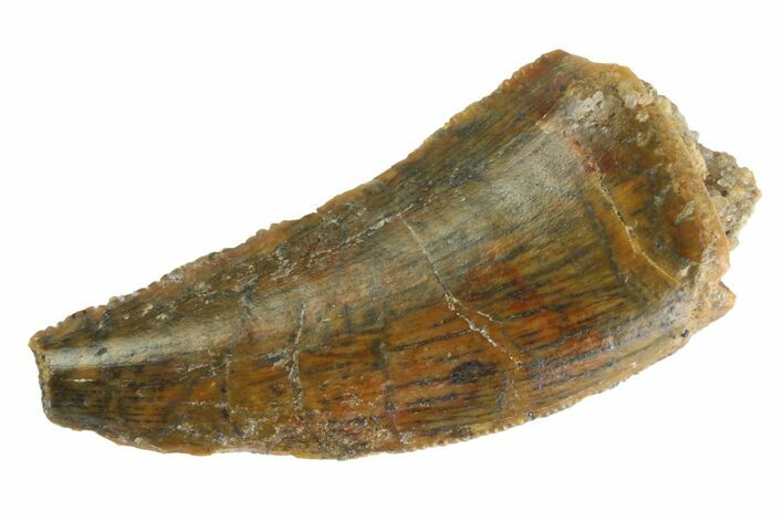 Serrated, Raptor Tooth - Real Dinosaur Tooth #333306